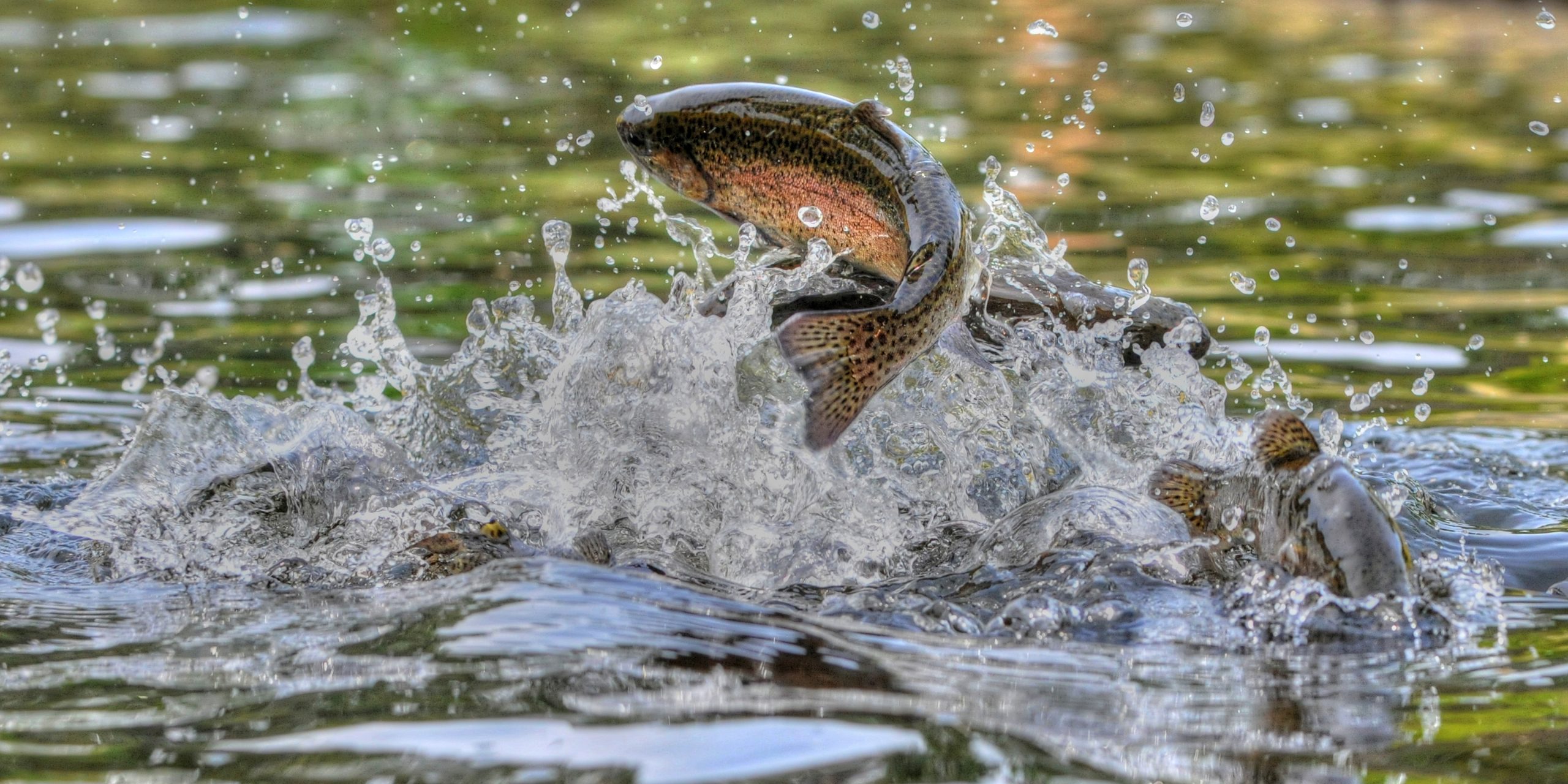 Fish Navaka Fish | One Health Nevada