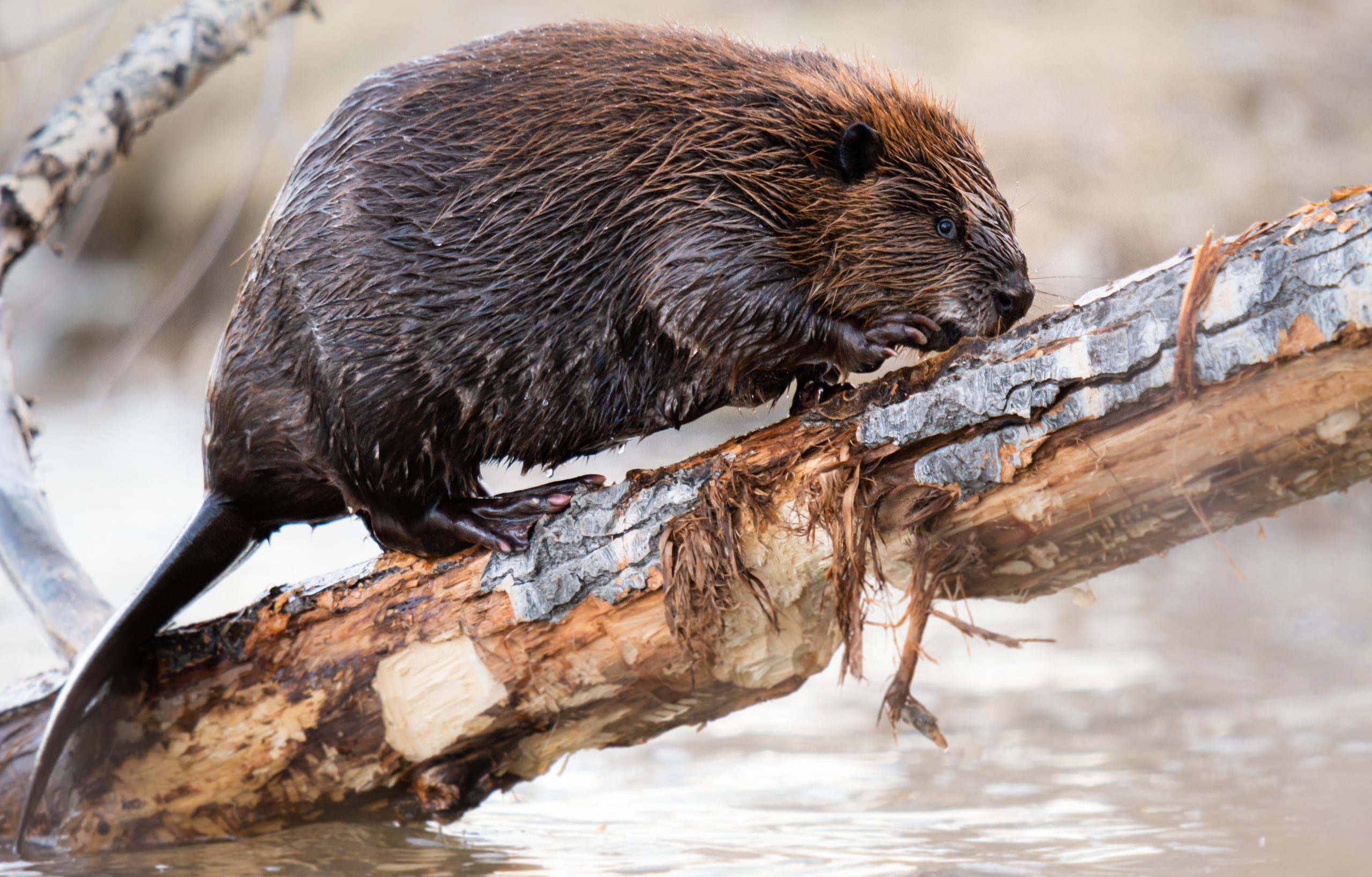 Beavers | One Health Nevada